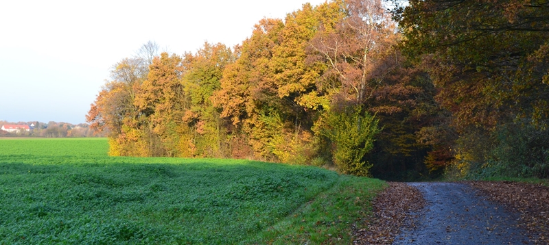 herfst Rimburg 2014 (48).jpg